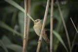 Rokitniczka, Acrocephalus schoenobaenus