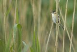 Rokitniczka, Acrocephalus schoenobaenus