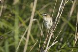 Rokitniczka, Acrocephalus schoenobaenus