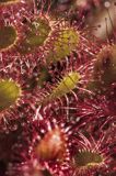 Rosiczka długolistna, Drosera anglica