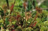 rosiczka ogrągłolistna Rosiczka okrągłolistna Drosera rotundifolia)