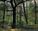 Roztoczański Park Narodowy, las mieszany, las sosnowo-dębowy