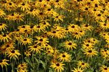 rudbekia błyskotliwa Rudbeckia fulgida