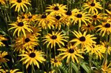 rudbekia błyskotliwa Rudbeckia fulgida