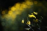 Rudbekia naga, rotacznica naga, Rudbeckia laciniata