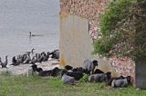 Kormoran czarny Phalacrocorax carbo) , ptaki i owce na wyspie Ruden, Niemcy