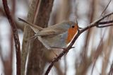 rudzik Erithacus rubecula