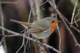 rudzik Erithacus rubecula