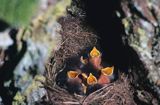 rudzik, Erithacus rubecula, gniazdo z pisklętami