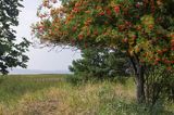 jarzębina nad Grosser Jasmunder Boden na wyspie Rugia, Niemcy