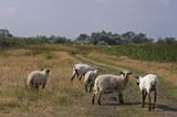 owce na łące koło Glowe na wyspie Rugia, Niemcy,