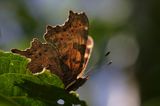 rusałka ceik Polygonia c-album