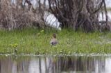 rycyk Limosa limosa