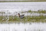 rycyk Limosa limosa