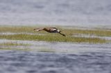 rycyk Limosa limosa