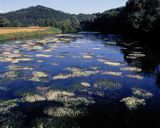 rzeka Bóbr, Park Krajobrazowy Doliny Bobru, jaskier wodny, Ranunculus aquatilis