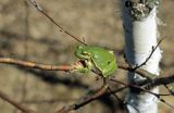 Rzekotka, Rzekotka drzewna Hyla arborea) , żabka na gałęzi