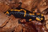 Salamandra plamista na liściach Salamandra salamandra)