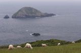 owce wyspie Sark, Channel Islands, Anglia, Wyspy Normandzkie, Kanał La Manche