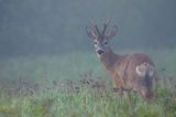 sarna, Capreolus capreolus, koziołek