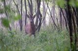 sarna, Capreolus capreolus, koziołek