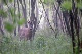 sarna, Capreolus capreolus, koziołek