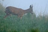 sarna, Capreolus capreolus, koziołek