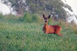 sarna, Capreolus capreolus, koziołek