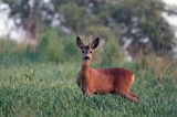 sarna, koziołek, Capreolus capreolus