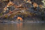 sarna, Capreolus capreolus na wyspie Luro na jeziorze Vanern, Wener, Szwecja