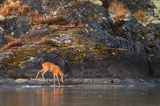 sarna, Capreolus capreolus na wyspie Luro na jeziorze Vanern, Wener, Szwecja