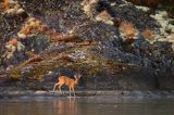 sarna, Capreolus capreolus na wyspie Luro na jeziorze Vanern, Wener, Szwecja