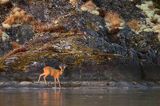 sarna, Capreolus capreolus na wyspie Luro na jeziorze Vanern, Wener, Szwecja