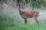 sarna, Capreolus capreolus