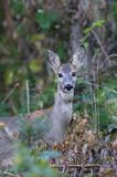 Sarna, sarna europejska, Capreolus capreolus, samica