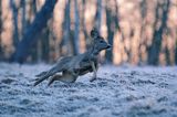 Sarna, sarna europejska, Capreolus capreolus, samica