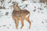 sarna, Capreolus capreolus, samica