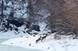 Sarny na Sanie, Capreolus capreolus, Bieszczady