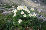 sasanka alpejska Pulsatilla alba