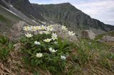 sasanka alpejska Pulsatilla alba