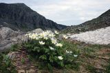 sasanka alpejska Pulsatilla alba