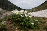 sasanka alpejska Pulsatilla alba