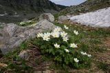 sasanka alpejska Pulsatilla alba