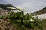 sasanka alpejska Pulsatilla alba