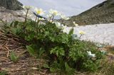 sasanka alpejska Pulsatilla alba