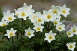 sasanka alpejska Pulsatilla alba