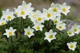 sasanka alpejska Pulsatilla alba