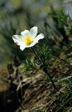 sasanka alpejska Tatry Pulsatilla alba - Pulsatilla alpina