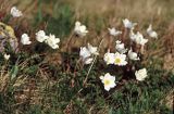 sasanki alpejskie Pulsatilla alpina