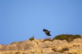 Sęp płowy, Gyps fulvus, Park Narodowy Picos de Europa, Hiszpania